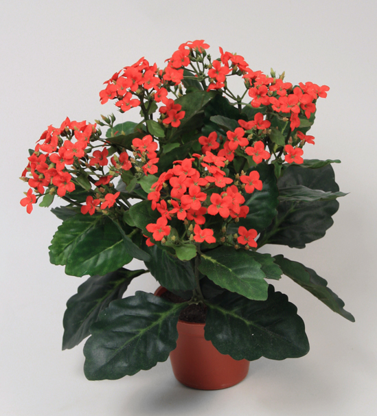 155-1-01 Kalanchoe | Living Home