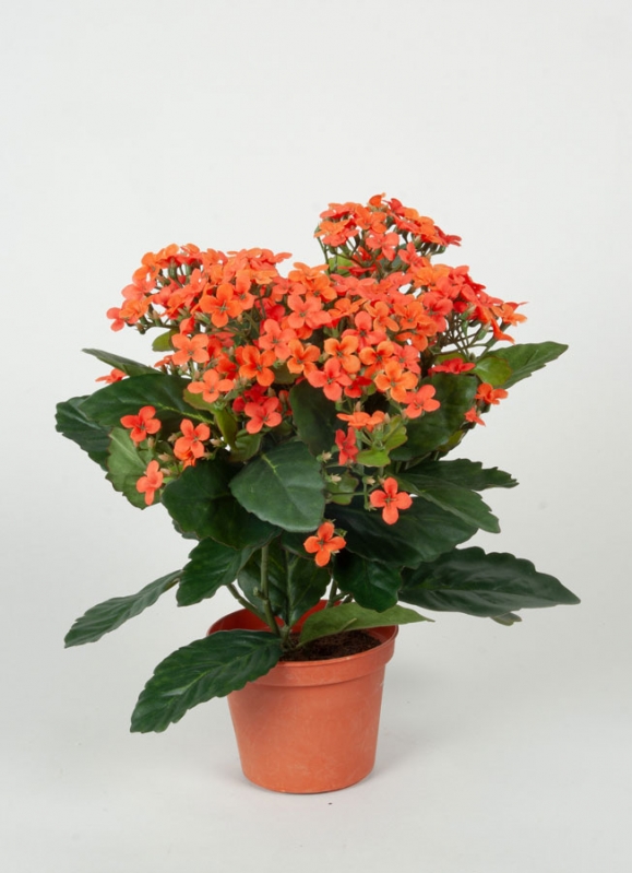 155-1-03 Kalanchoe | Living Home